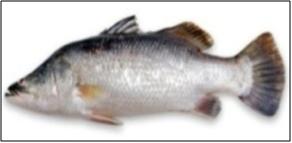 Lates calcarifer (Asian seabass)