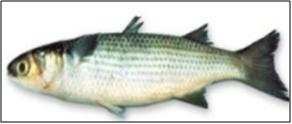 Mugil cephalus (Grey mullet)