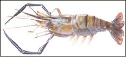 Macrobrachium rosenbergii(giant river prawn)